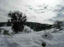 sm Snowy Scene.JPG (28657 bytes)
